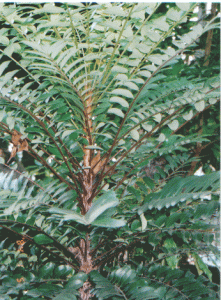 Tongkat ali plant