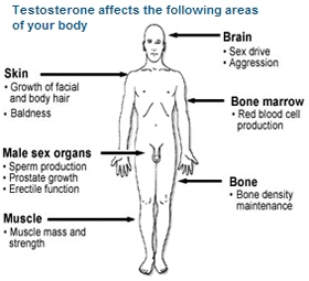 Testosterone body map with description on which part of body it affects